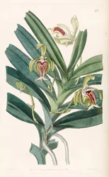 Vanda cristata